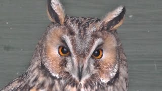 Long Eared Owl at Screech Owl Sanctuary [upl. by Ransome752]