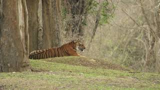 Waterwoods Resort Kabini [upl. by Summons]