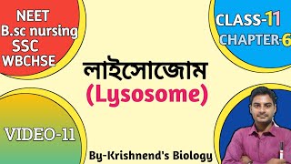 লাইসোজোমLysosome in BengaliPolymorphism of lysosome in Bengali Cell the unit of life Bengali [upl. by Ahseket]