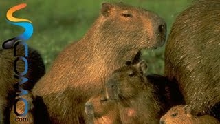 Capibara  Roedor enorme [upl. by Merton]