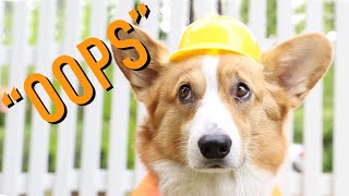 DELETED SCENES  Topi the Corgi [upl. by Brasca]