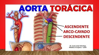 🥇 Anatomía de La AORTA TORÁCICA Relaciones Ramas Fácil Explicación [upl. by Carlisle]