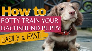 How to potty train your dachshund puppy EASILY and FAST  Complete guide to toilet training a puppy [upl. by Sadie367]