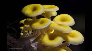 Pleurotus citrinopileatusMushroom Growing timelamspe03 [upl. by Rondon221]