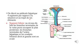 les voies biliaires et pédicule hépatique [upl. by Enyalaj165]