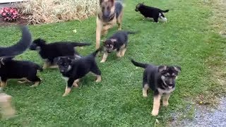 German Shepherd Puppies playing with Mom and Dad [upl. by Semaj183]