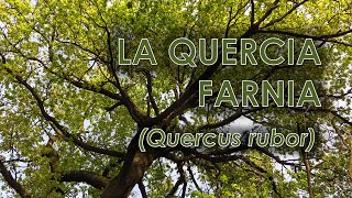 Quercia farnia Quercus robur [upl. by Jules492]