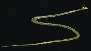 Researchers Reveal How Flying Snakes Glide Through the Air [upl. by Doehne]