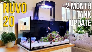 Nano Reef Tank  2 Month Update on the Innovative Marine 20 Gallon Reef Tank  Saltwater Aquarium [upl. by Ormand]