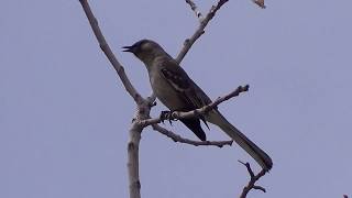 Northern Mockingbird singing beautifully birds songbirds birding birdwatching [upl. by Swanhilda91]