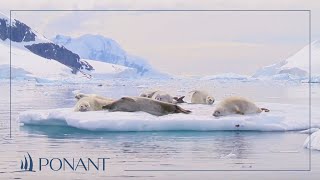 Our Antarctic cruises magical PONANT moments in Wilhelmina Bay  PONANT [upl. by Yttap]