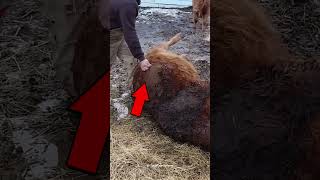 How To Fix A BLOATED Cow  shorts [upl. by Westberg]