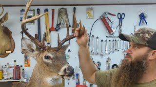 Taxidermy Finishing Deer Heads Part II Painting and Clear Coats [upl. by Markus]