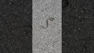 Slithering Snake in the Park Cool NatureNerds [upl. by Elazaro]