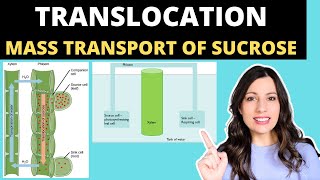 TRANSLOCATION OF SUCROSE Alevel Biology mass flow hypothesis in plants and structure of the phloem [upl. by Giddings485]