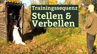 Training Stellen und Verbellen  Schutzhundesport Weißer Schäferhund [upl. by Arodoeht]