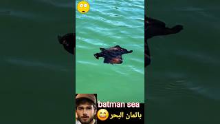 batman sea its a black sea rabbit  aplysia fasciata  أرنب أسود يعيش في البحر animals shorts [upl. by Boys]