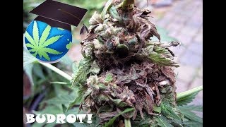 Cannabis Mould BUD ROT Or Mildew – Diagnosis amp Prevention Guide [upl. by Sirrot]