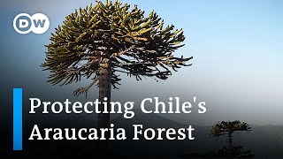 Indigenous peoples save Chiles Araucaria Forest  Global Ideas [upl. by Whitford525]