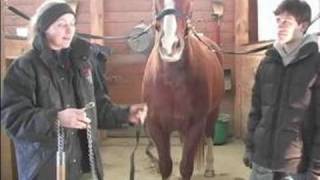 How to Clip a Horse  How to Twitch amp Body Clipping a Horse [upl. by Ailak360]