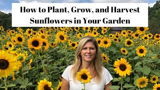 How to Plant Grow amp Harvest Sunflowers in Your Garden 🌻 [upl. by Lucania]