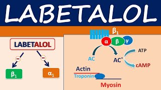 Labetalol  An alpha and beta blocker for hypertension [upl. by Tabbie]