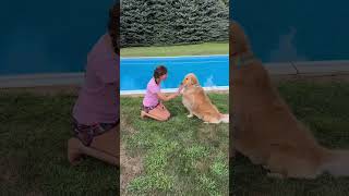 High fiven summers are almost over longisland goldenretrievers summer funnydogs [upl. by Emsoc]