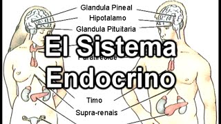 El Sistema Endocrino  Documental de Biología [upl. by Alleras]