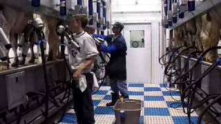 Milking Parlor Champion  DeLaval Automated Milking Solutions  DeLaval [upl. by Dunton]