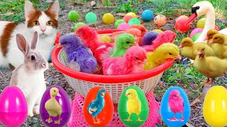 Catch Cute Chickens Colorful Chickens Rainbow Chicken Rabbits Cute CatsDucksAnimals Cute 67 [upl. by Coney]