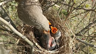 Day 10quotAdorable Encounter Wild Babbler Bird Babies Nesting Adventures [upl. by Imuya633]