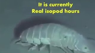 It is currently Real isopod hours [upl. by Yrrep82]