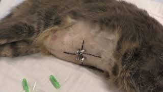 Abdominocentesis and intraabdominal pressure measurement in small animals [upl. by Jewell]