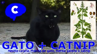 😻 EXPERIMENTO CON GATOS EFECTO DEL CATNIP EN GATOS  EXPERIMENTO BIOLOGÍA Y VETERINARIA  COGNITIO [upl. by Jopa]