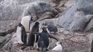 Gentoo Feeding Chick and Sheathbill [upl. by Bigner]