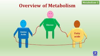 1 Overview of Metabolism  Metabolism1  Biochemistry  NJOY Biochemistry [upl. by Yedsnil]