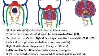 Embryological Development of Veins [upl. by Hanako]