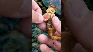 Satisfying Rescuing Monica the Shrimp from a Parasite 🦐 shorts [upl. by Yaj]