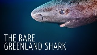 Rare Encounter with Greenland Shark  Adam Ravetch [upl. by Lananna]