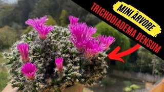 Como criar uma mini árvore com uma Trichodiadema Densum  Conhecida como Bonsai Africano  suculenta [upl. by Baxie]