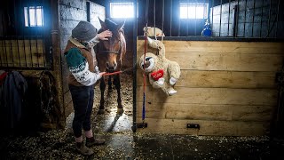 Venturing Hills battling deadly equine virus [upl. by Salahcin]