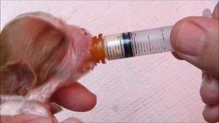 Using a Syringe to Feed a Newborn Puppy [upl. by Allekram790]