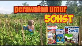 cabai rawit KALIBER umur 50HST Mas Nur DAP [upl. by Briggs]