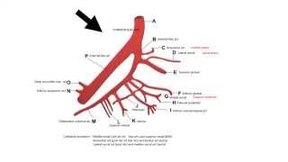 INTERNAL ILIAC ARTERY AND ITS BRANCHES [upl. by Einra]