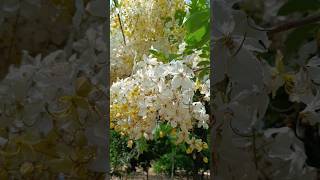 nurseryman creatives Cassia fistula white flower rainbow shawer treeshortvideo [upl. by Nyletac]