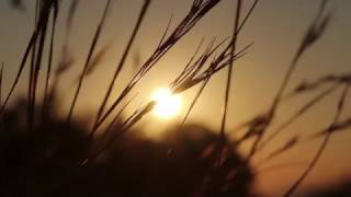 Sunrise through Tall Grass Blowing in the Wind  Royalty Free HD Stock Video Footage [upl. by Sebbie323]