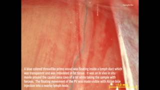 Supplemental Materials Primo Vascular System Floating in Lymph Ducts of Rats [upl. by Nrehtac110]