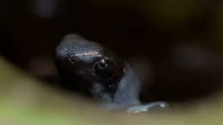 Oophaga histrionica Blue New Froglet Eating Springtails [upl. by Kathye899]