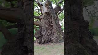 A very old and interesting tree inside Brocket Hall Golf Course [upl. by Auoz]