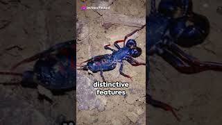 Tailless Whip Scorpion Amazing Facts animals shorts [upl. by Jakob]